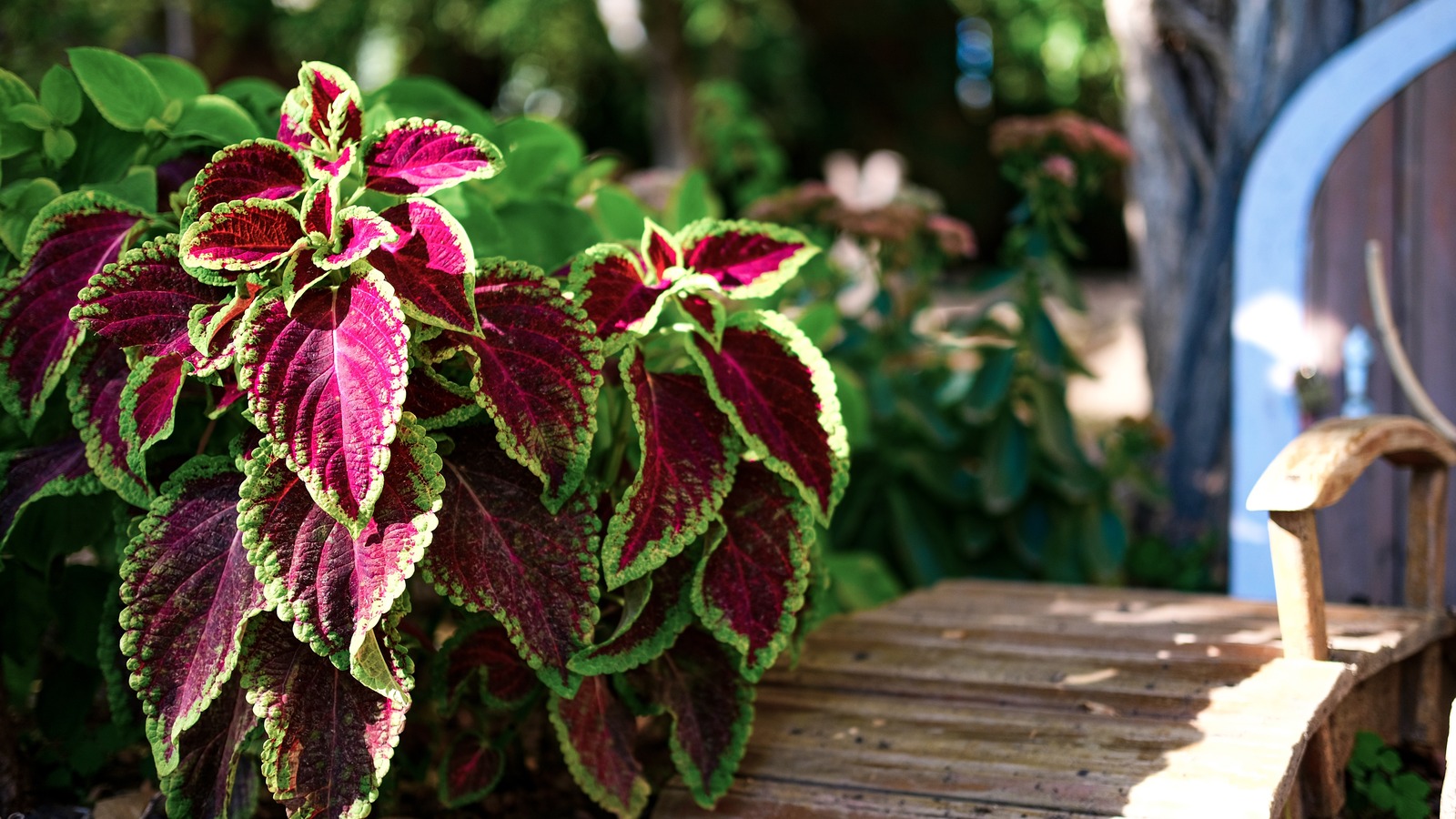 Coleus x30 Plantjies