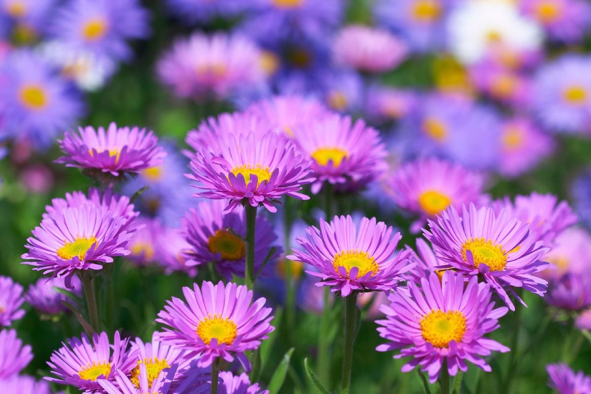 Aster x 30 Plantjies