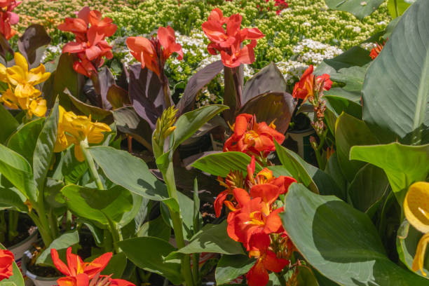 Kanna (Canna indica en variëteite) x20