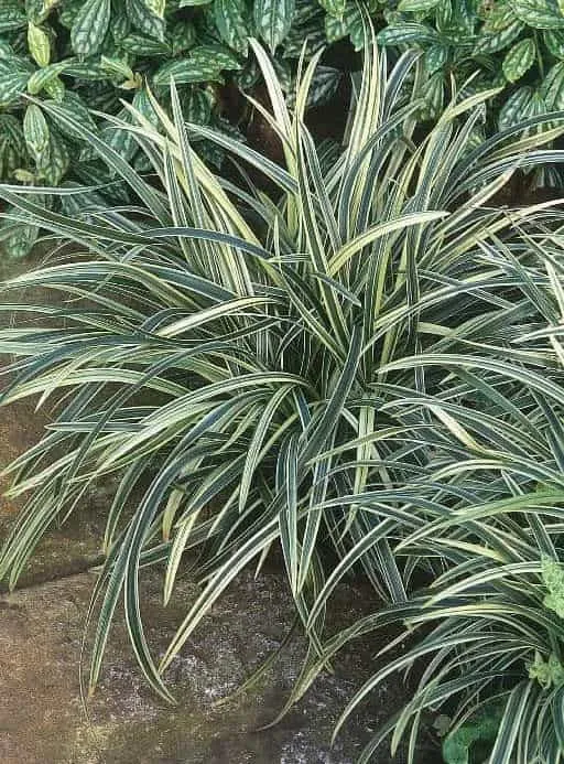 Mondo-gras Variegated (Ophiopogon japonicus) x8