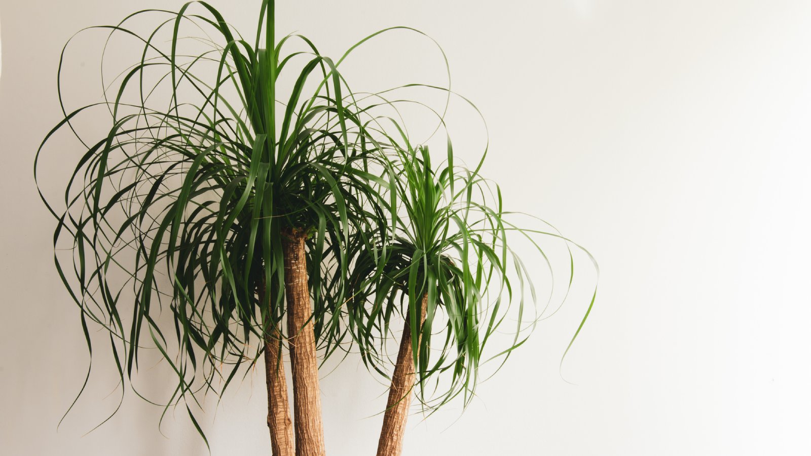 Ponytail Palm (Ponytailpalm / Olifantspoot) x3 Large