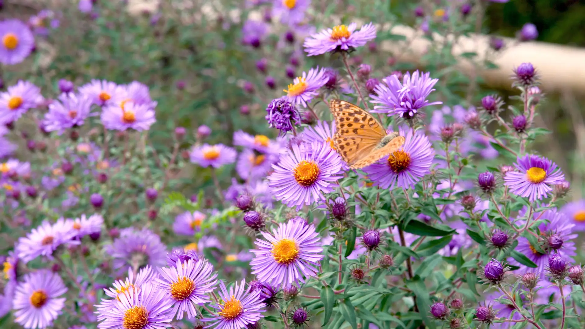 Aster x 30 Plantjies