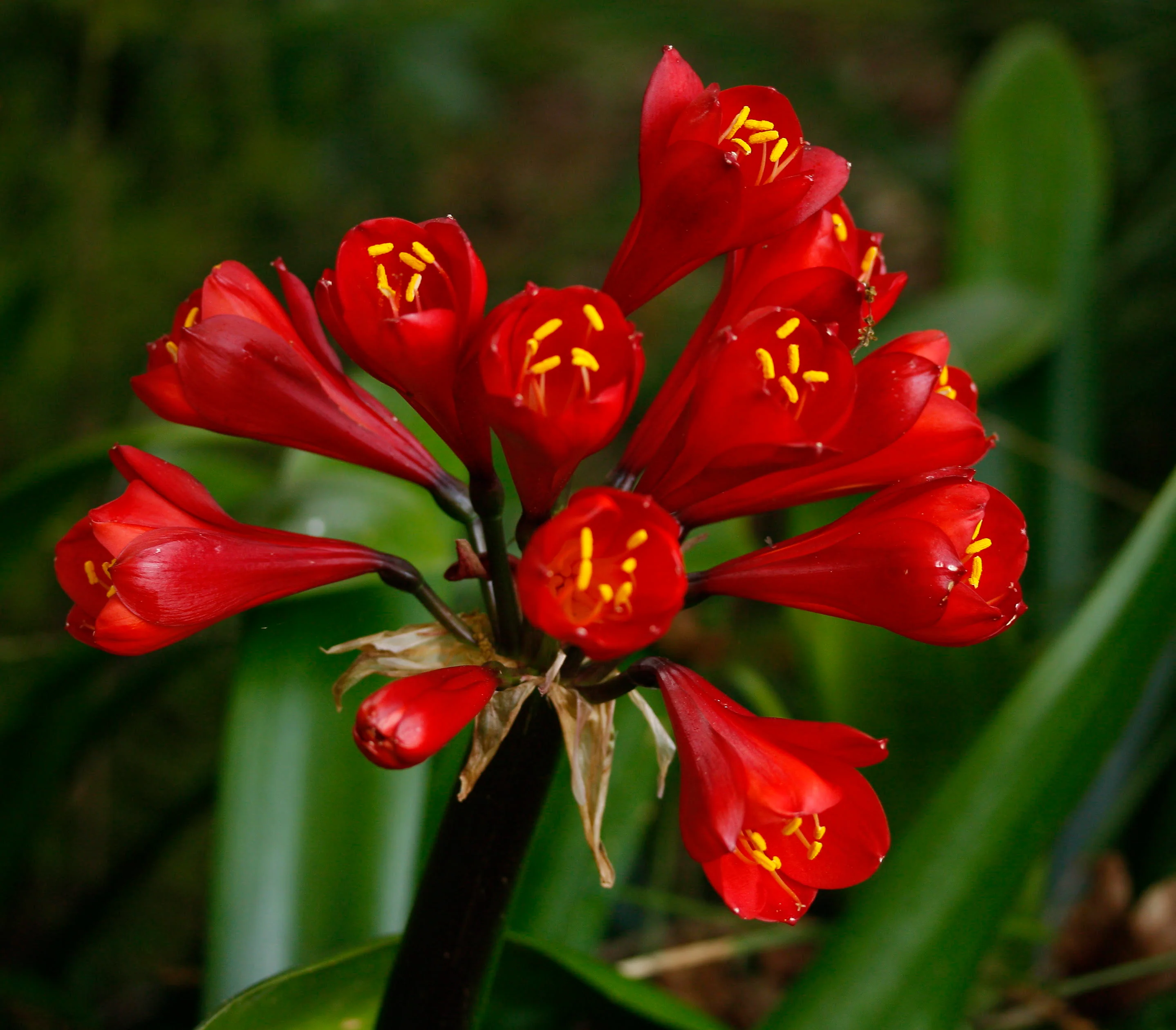 Rooi Clivia (Boslelie / Clivia miniata) x 10 Volwasse
