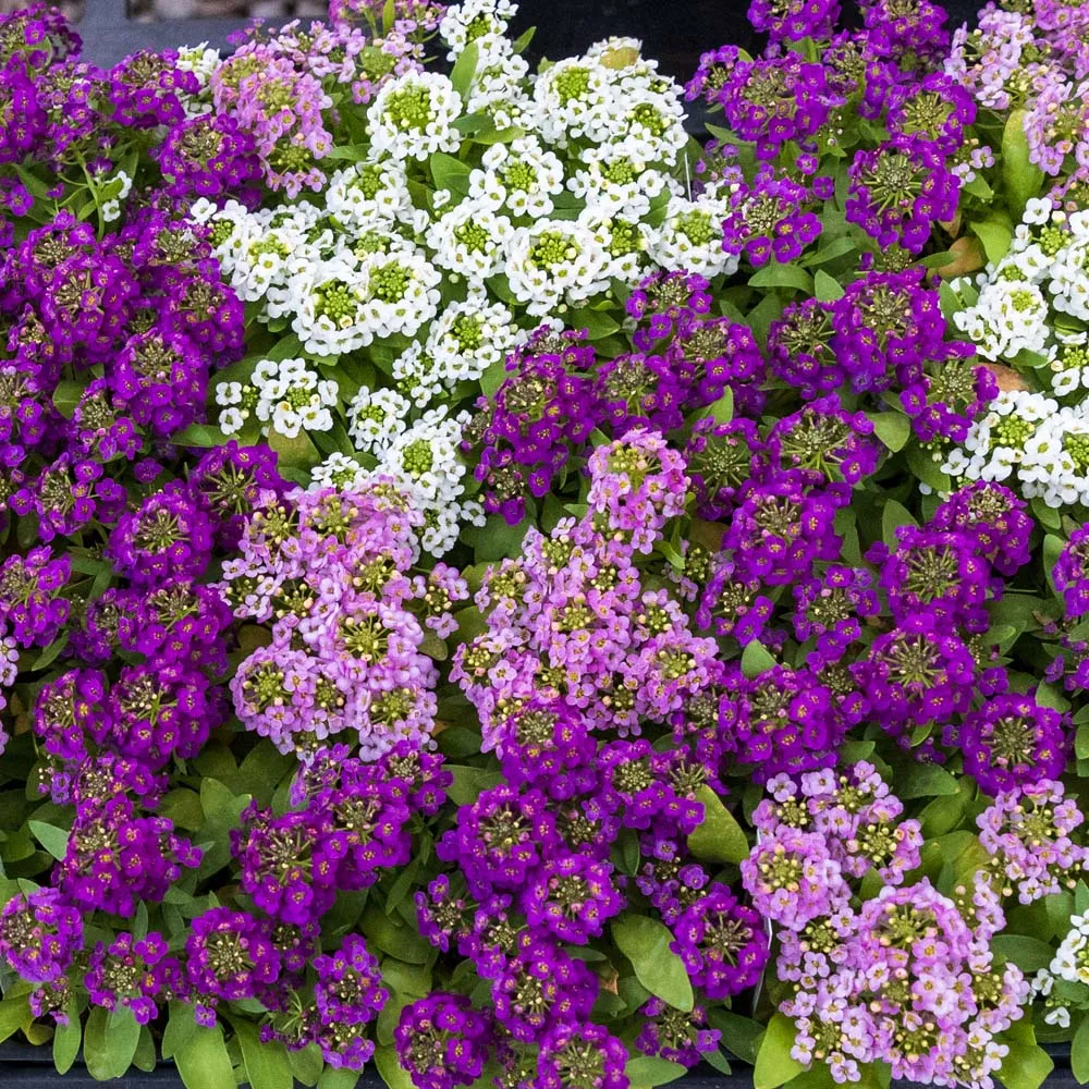 Alyssum x 30 Plantjies