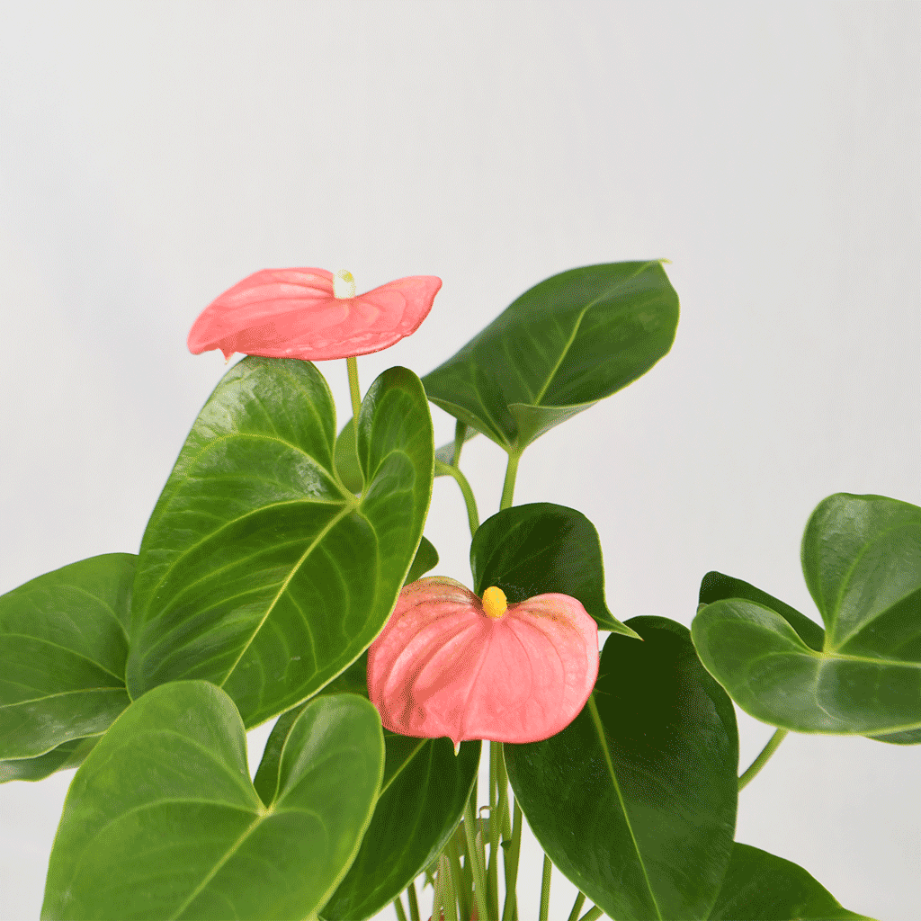 Anthurium Pink (Flamingo-blom) x2