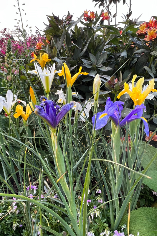 Iris (Iris germanica en ander variëteite) x 20
