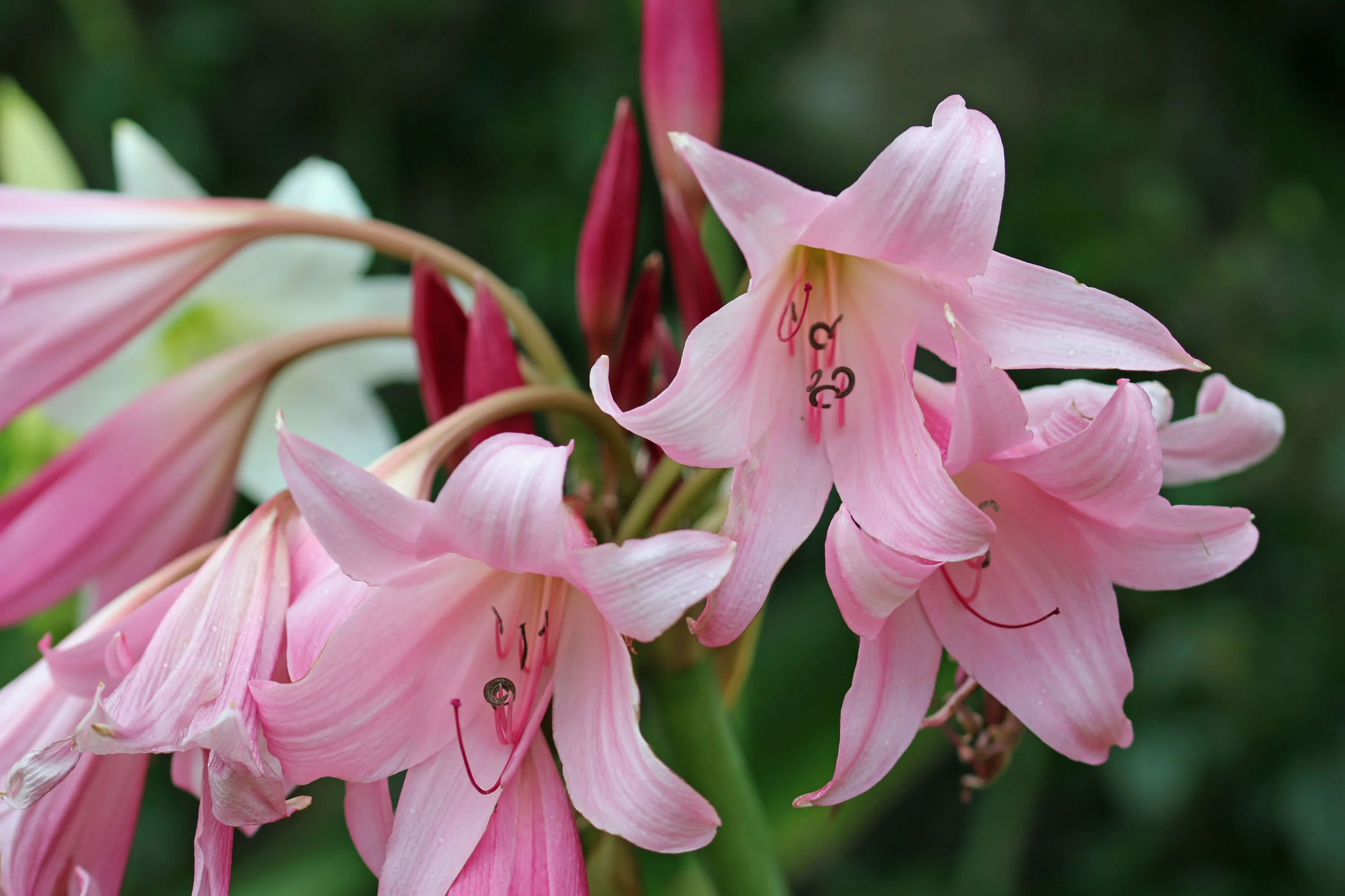 Veldlelie Gemeng(Crinum) x6