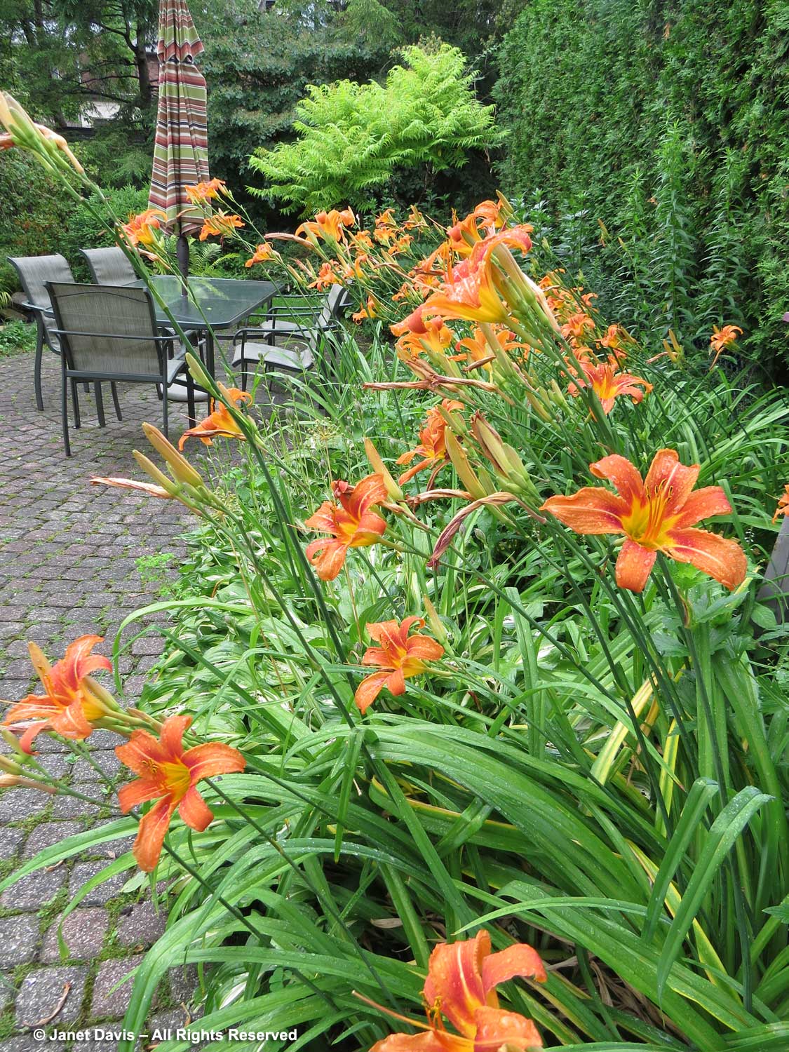 Daglelie (Hemerocallis)x20