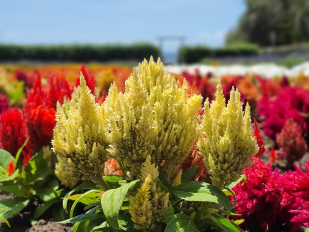 Celosia (Hanekam / Vlamblom) x30 Plantjies