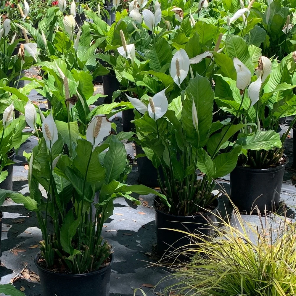 Vredeslelie (Peace Lily) x 3