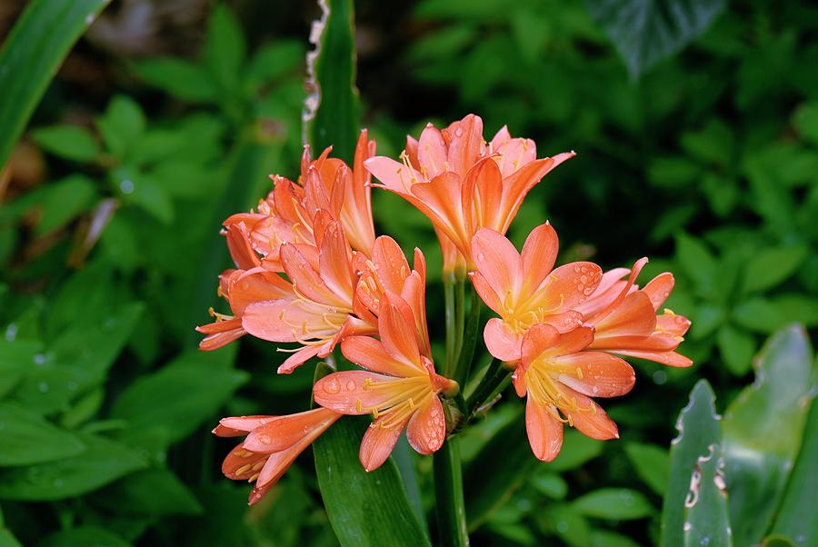 Oranje Clivia (Boslelie / Clivia miniata) x 20 Volwasse