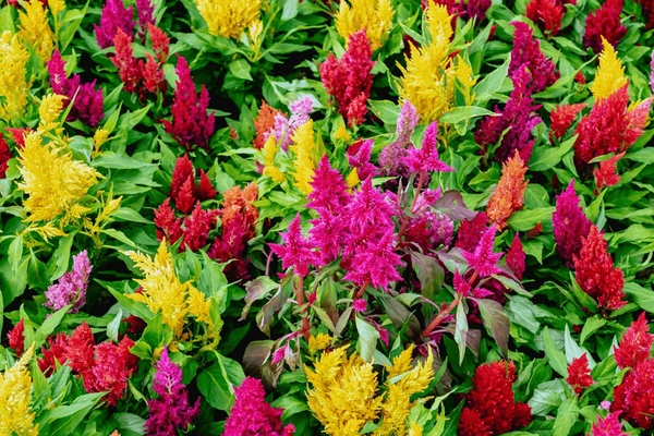 Celosia (Hanekam / Vlamblom) x30 Plantjies