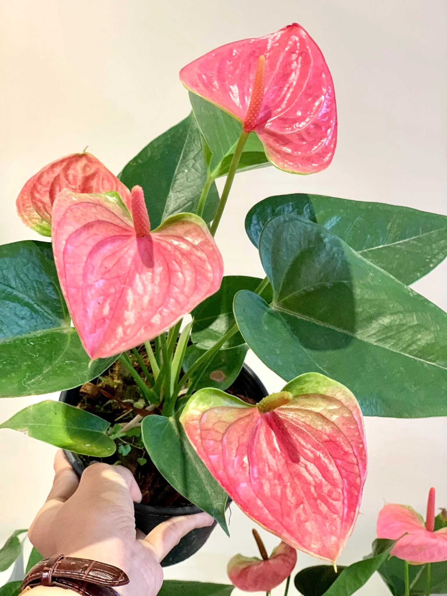 Anthurium Pink (Flamingo-blom) x2