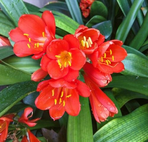 Rooi Clivia (Boslelie / Clivia miniata) x 10 Volwasse