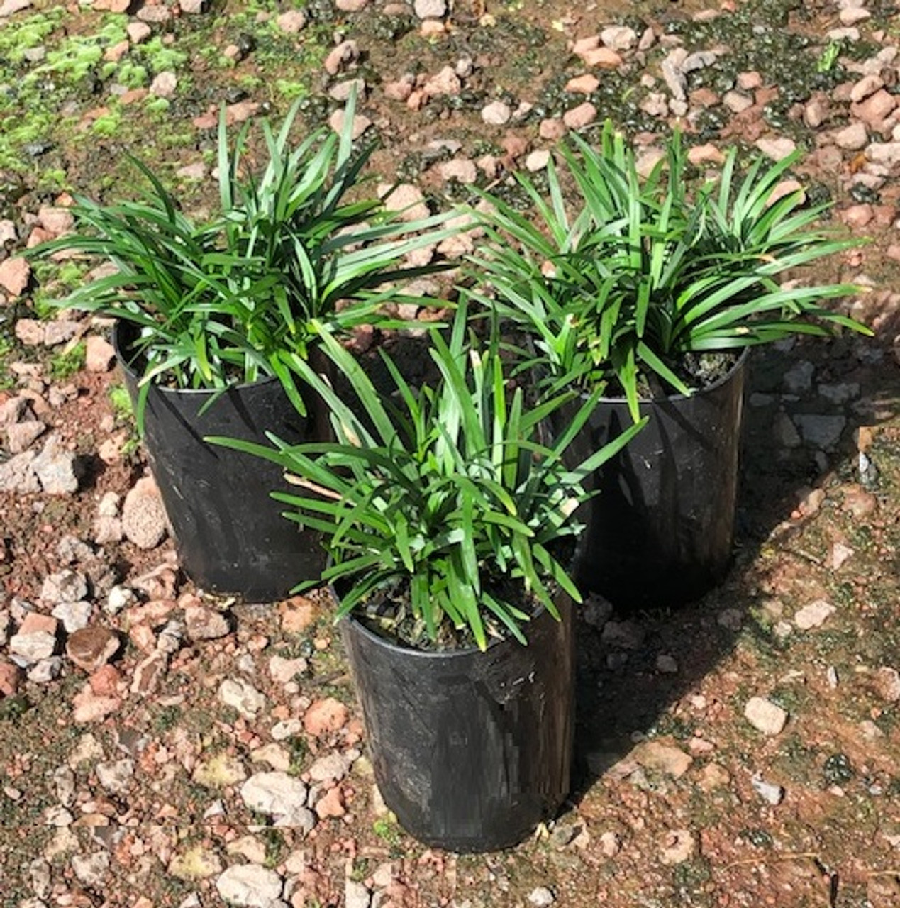 Mondo-gras (Ophiopogon japonicus) x8