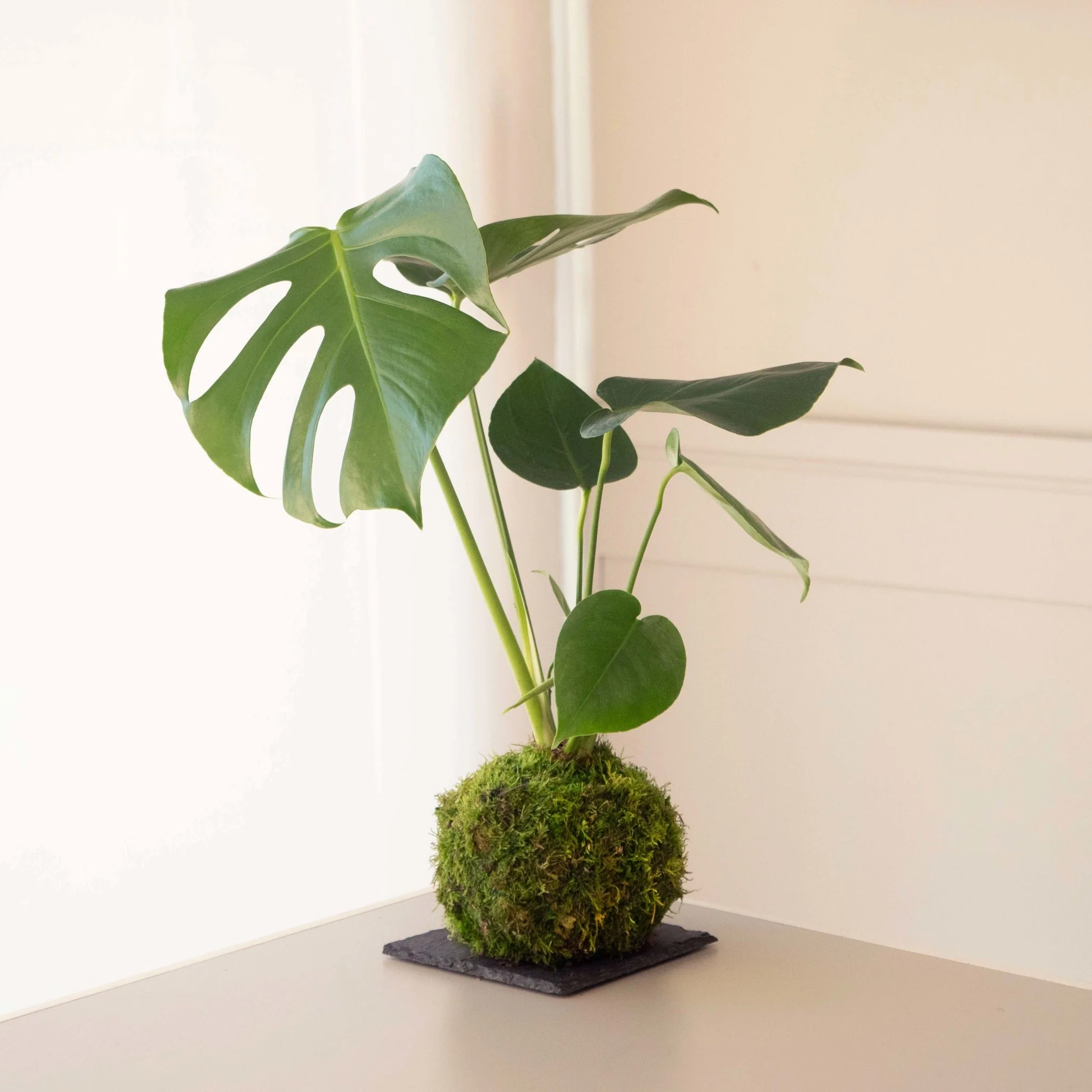 Monstera (Gatplant) x2