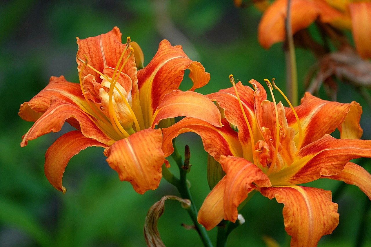 Daglelie (Hemerocallis)x20