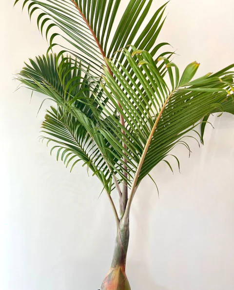 Koninklike Palm (Royale Palm)