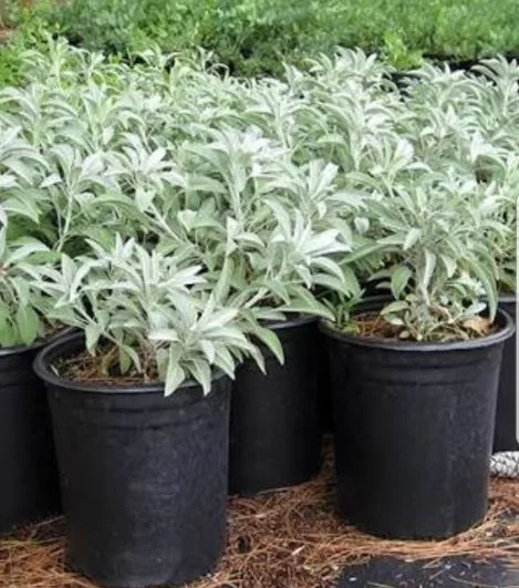 Salie Kruie Plantjies x 6