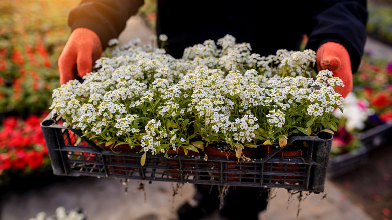 Alyssum x 30 Plantjies