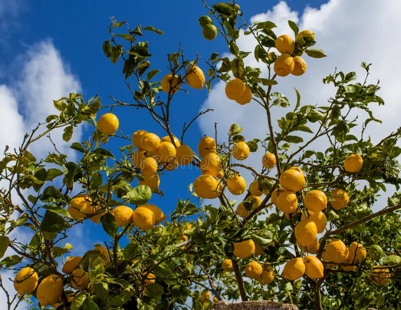 Suurlemoenboom (Citrus limon) x2