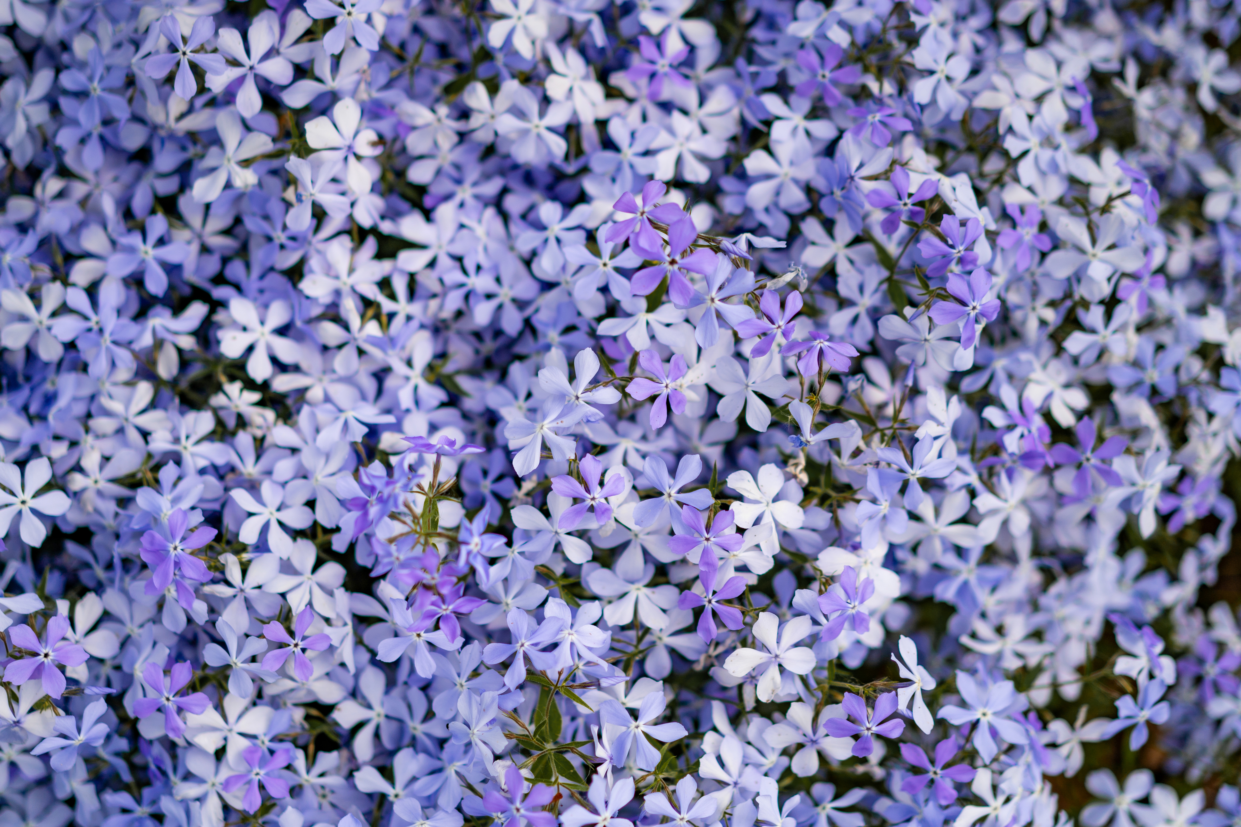 Alyssum x 30 Plantjies