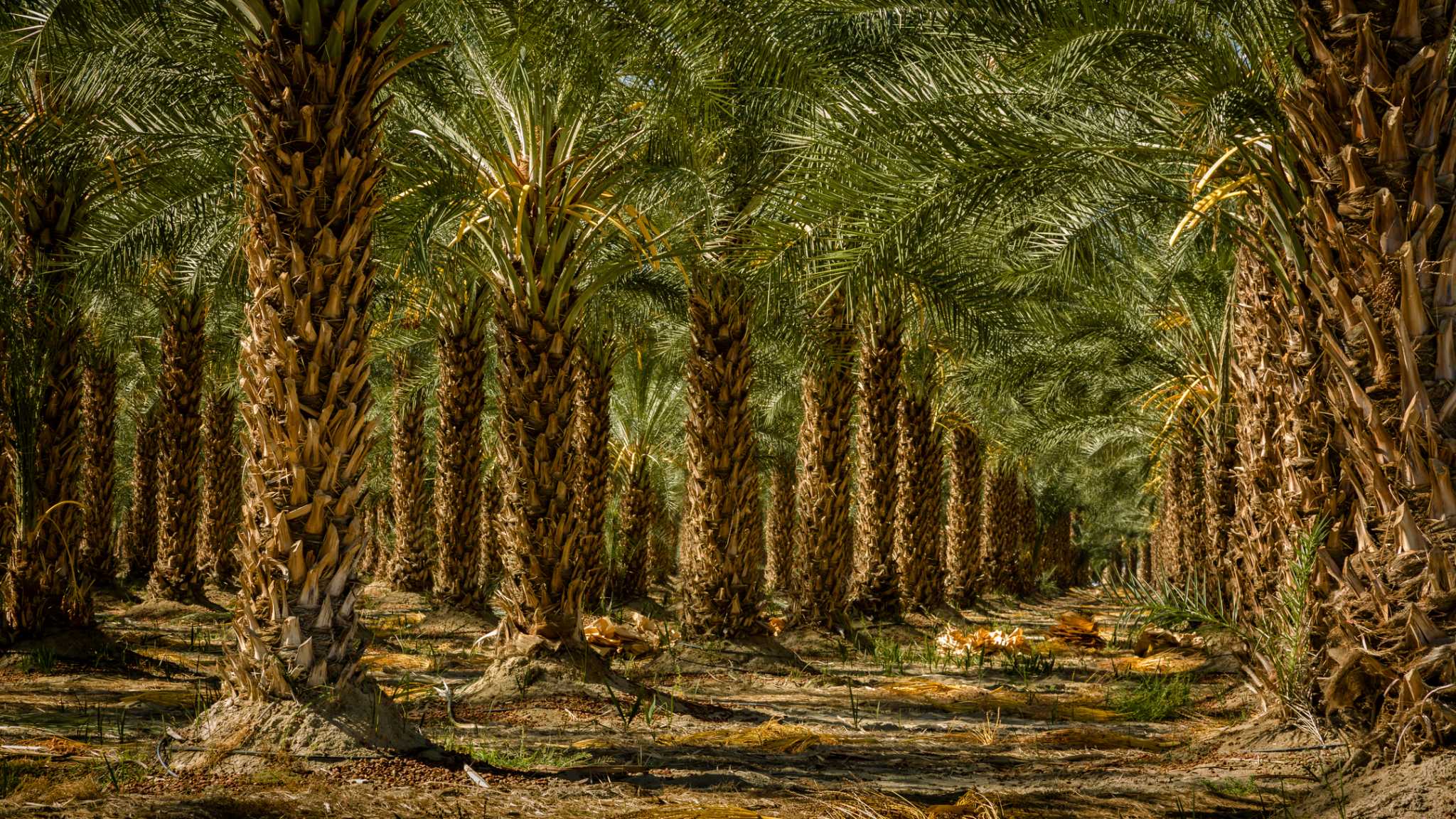 Dadelpalm (Phoenix dactylifera)  x 3
