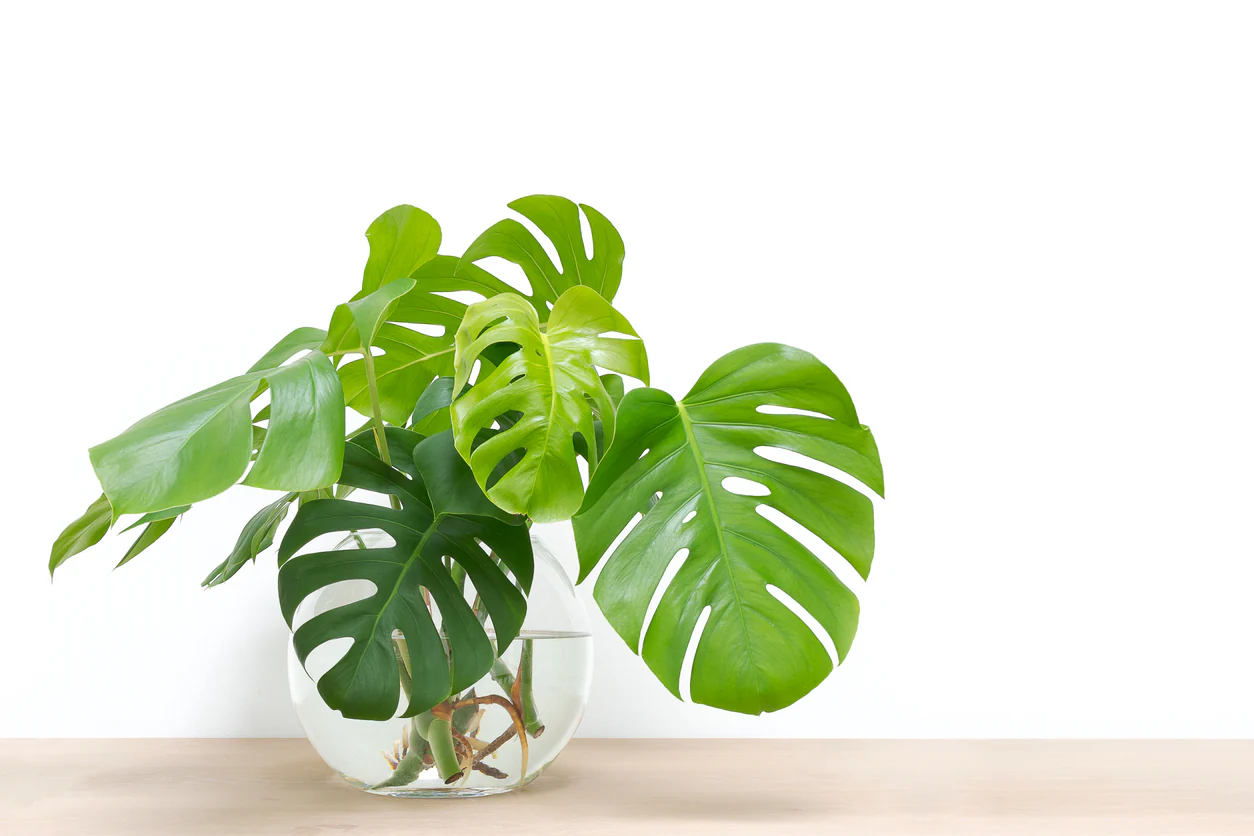Monstera (Gatplant) x2