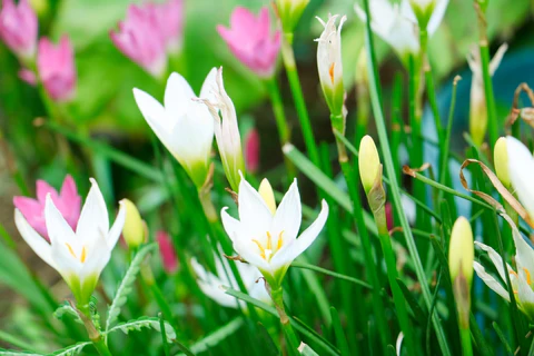 Reënlelie (Zephyranthes) x40