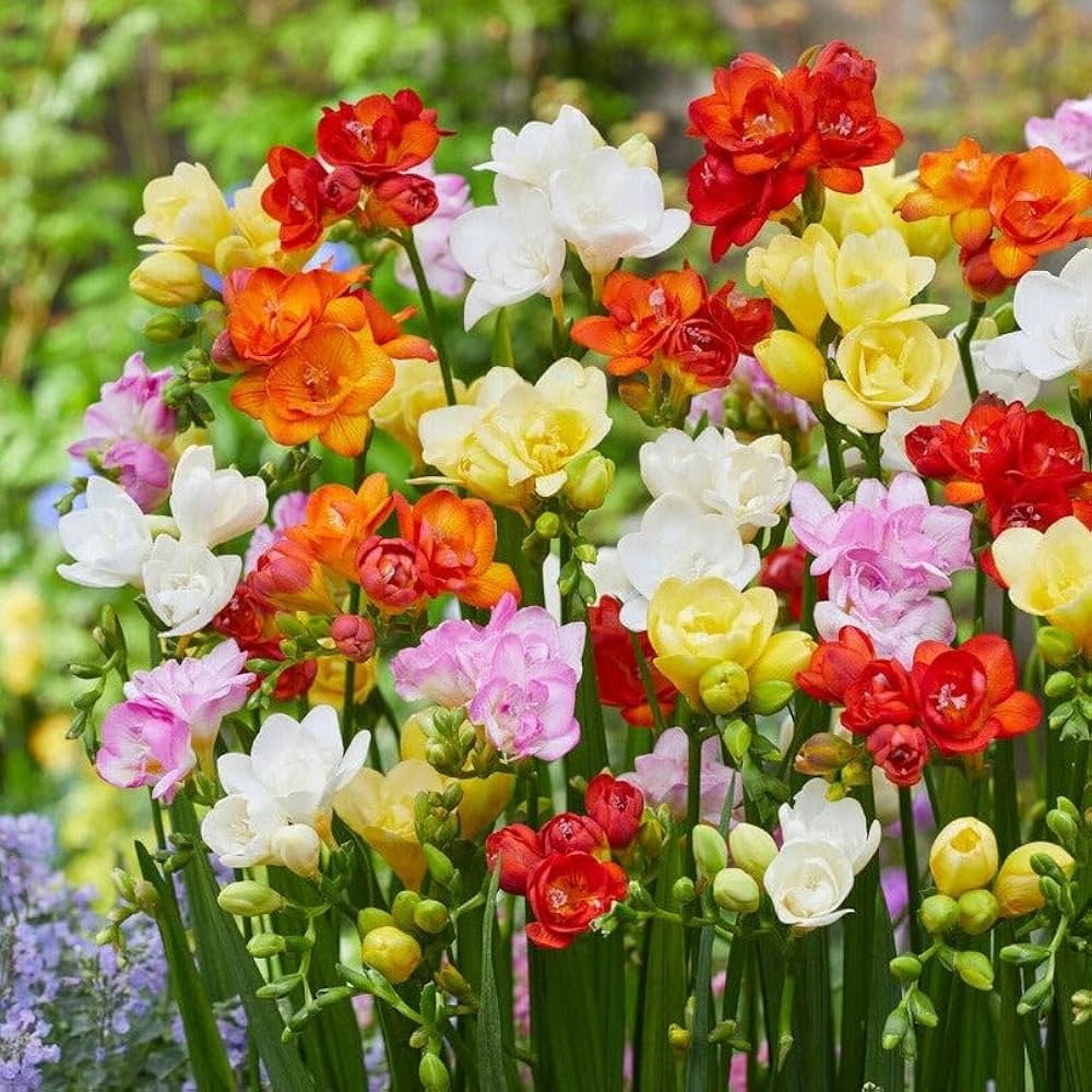 Freesias x30