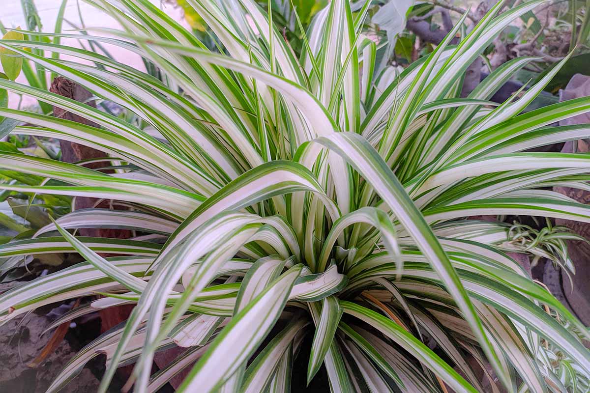 Mondo-gras Variegated (Ophiopogon japonicus) x8