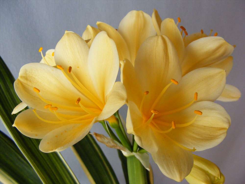 Geel Clivia (Boslelie / Clivia miniata) x 6 Volwasse