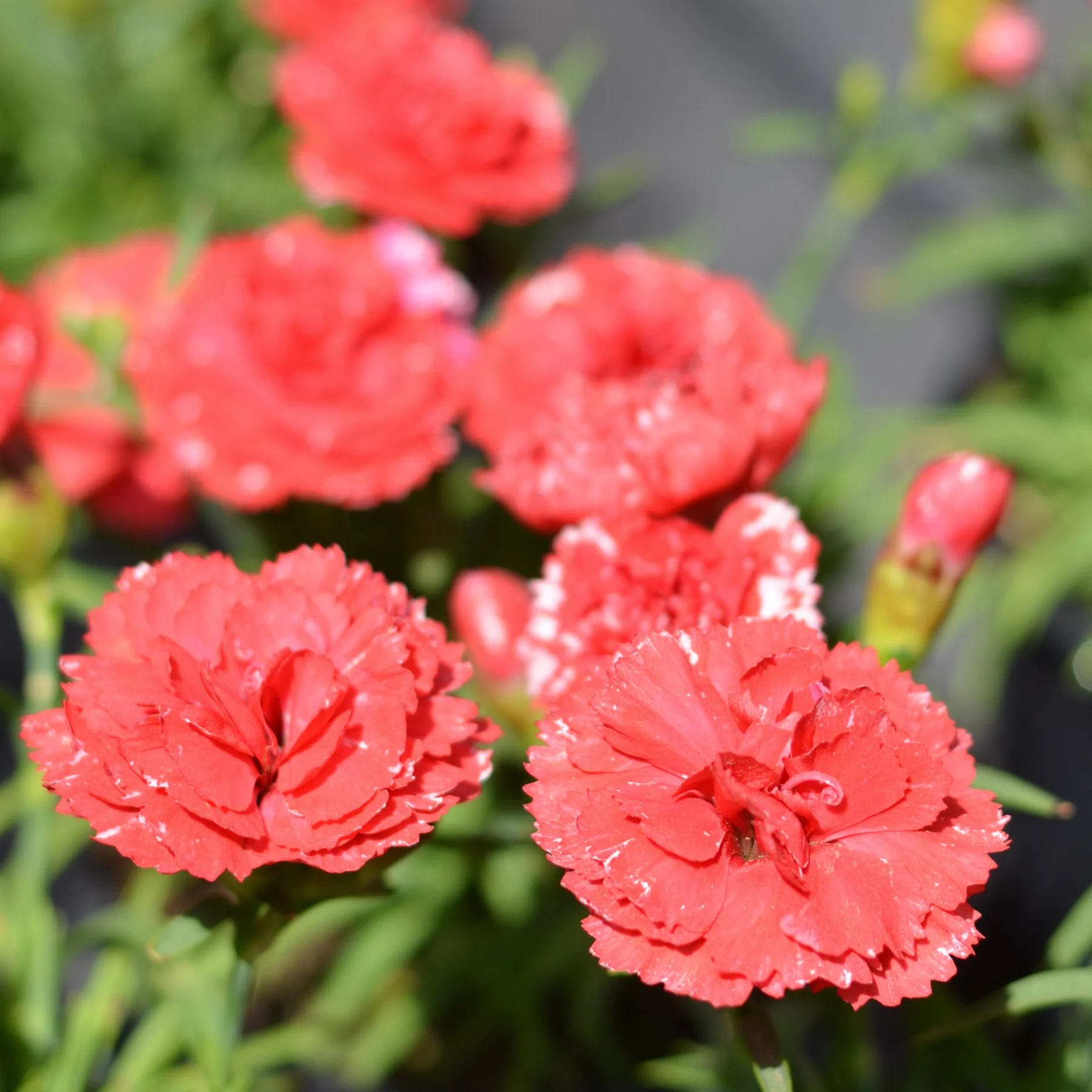 Carnation (Anjer) x 30 Plantjies