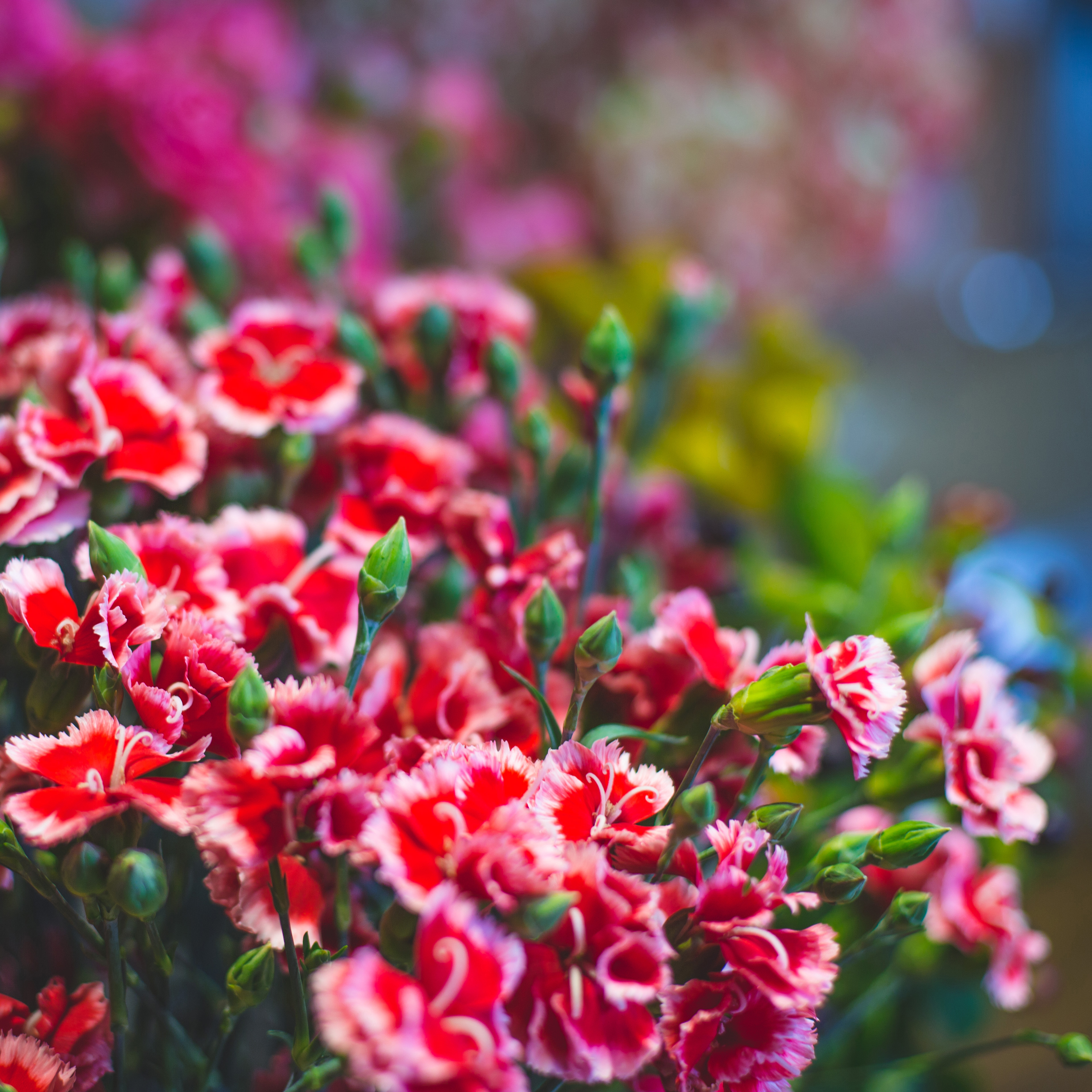 Dianthus x30 Plantjies