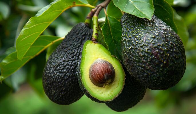 Avokadoboom (Persea americana) x2