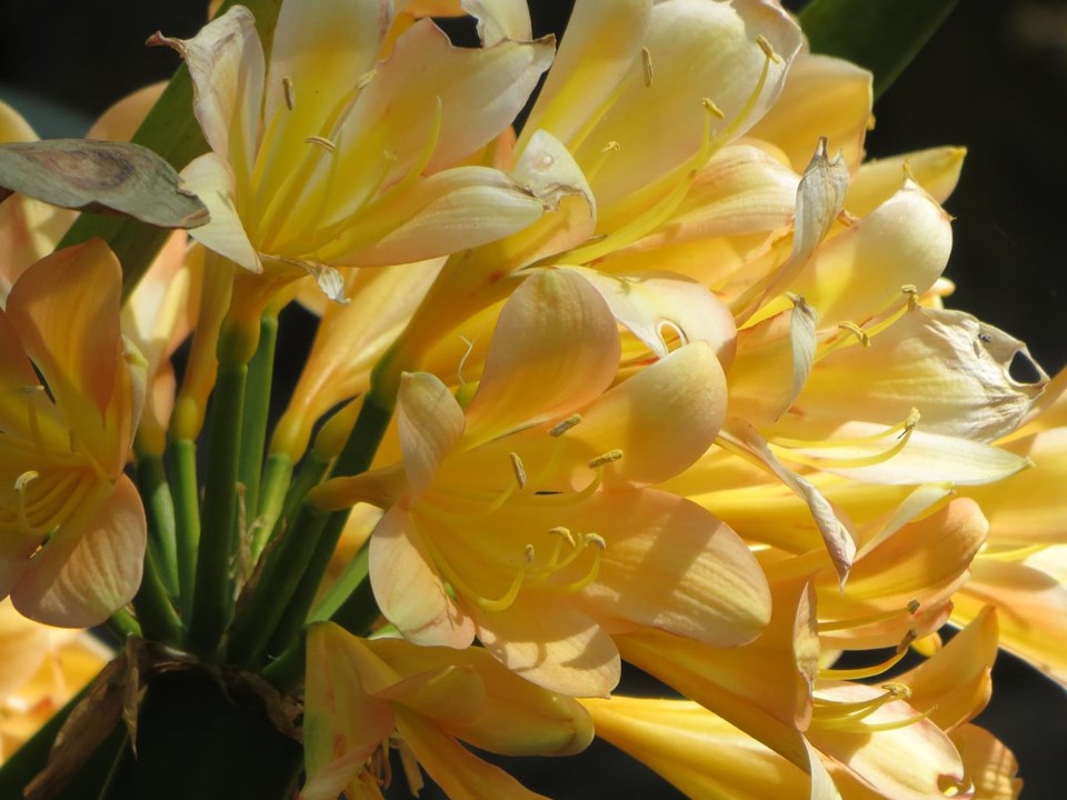 Geel Clivia (Boslelie / Clivia miniata) x 6 Volwasse