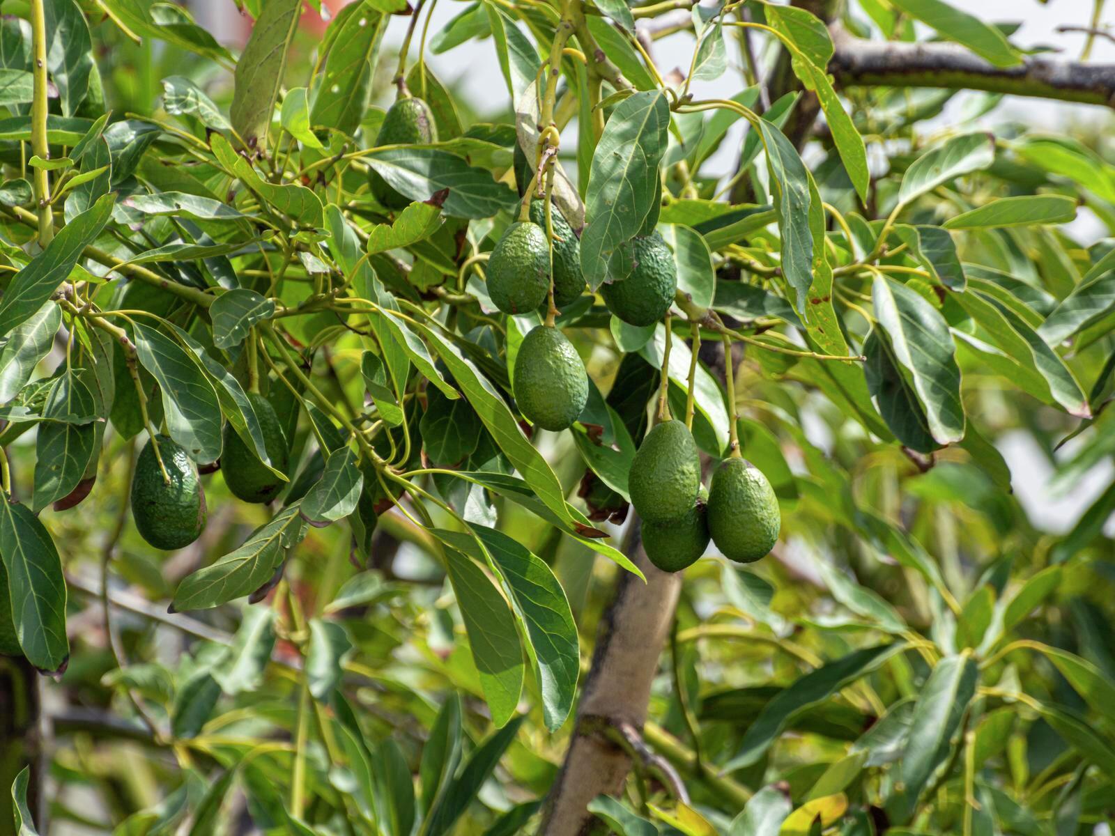 Avokadoboom (Persea americana) x2