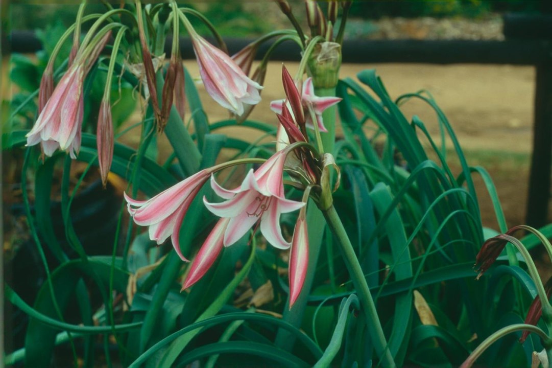 Veldlelie Gemeng(Crinum) x6