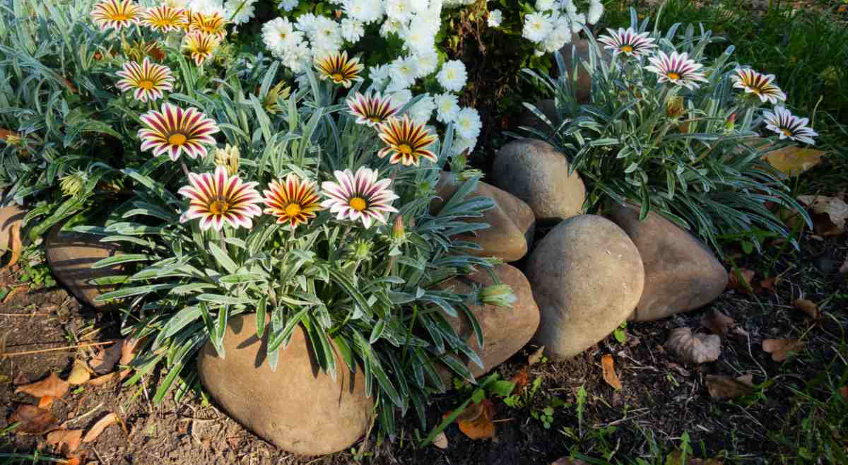 Gazania x30 Plantjies