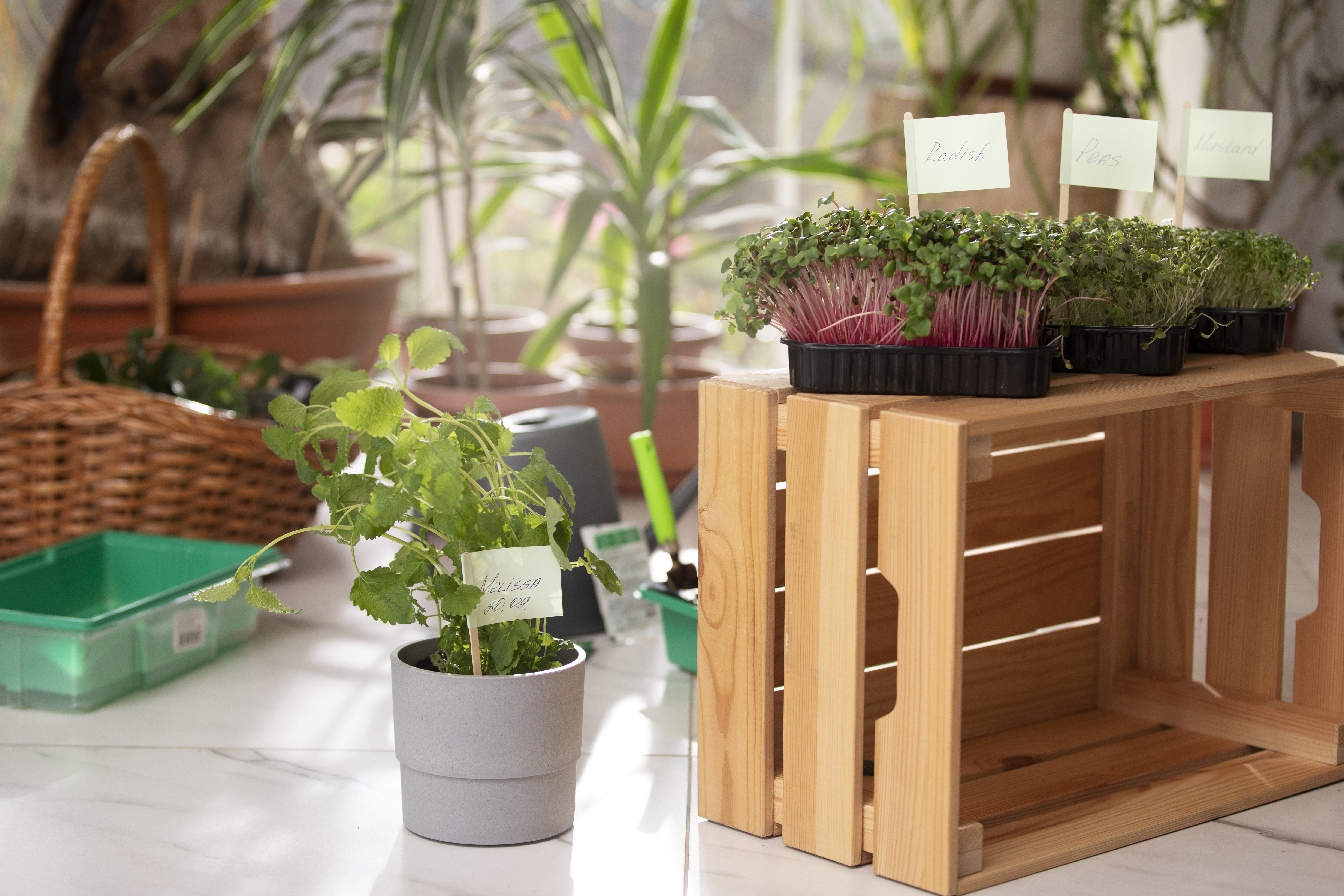 1-Maand Plantboks