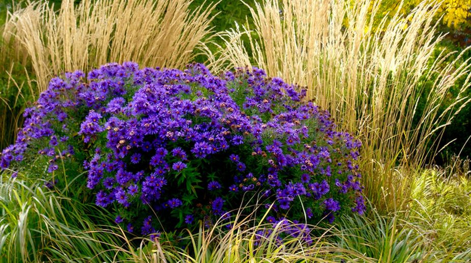 Aster x 30 Plantjies