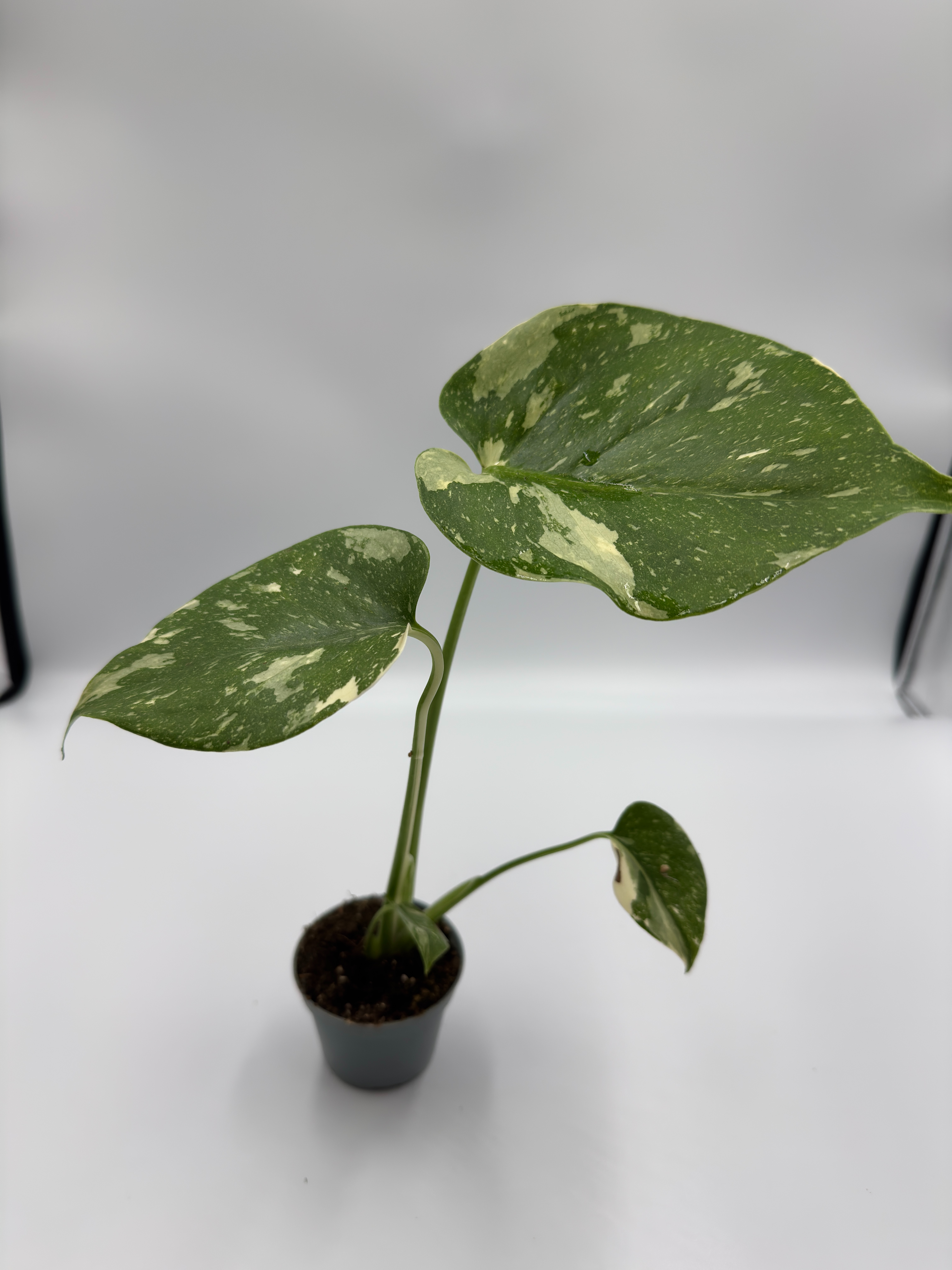 Monstera deliciosa ‘Thai Constellation’