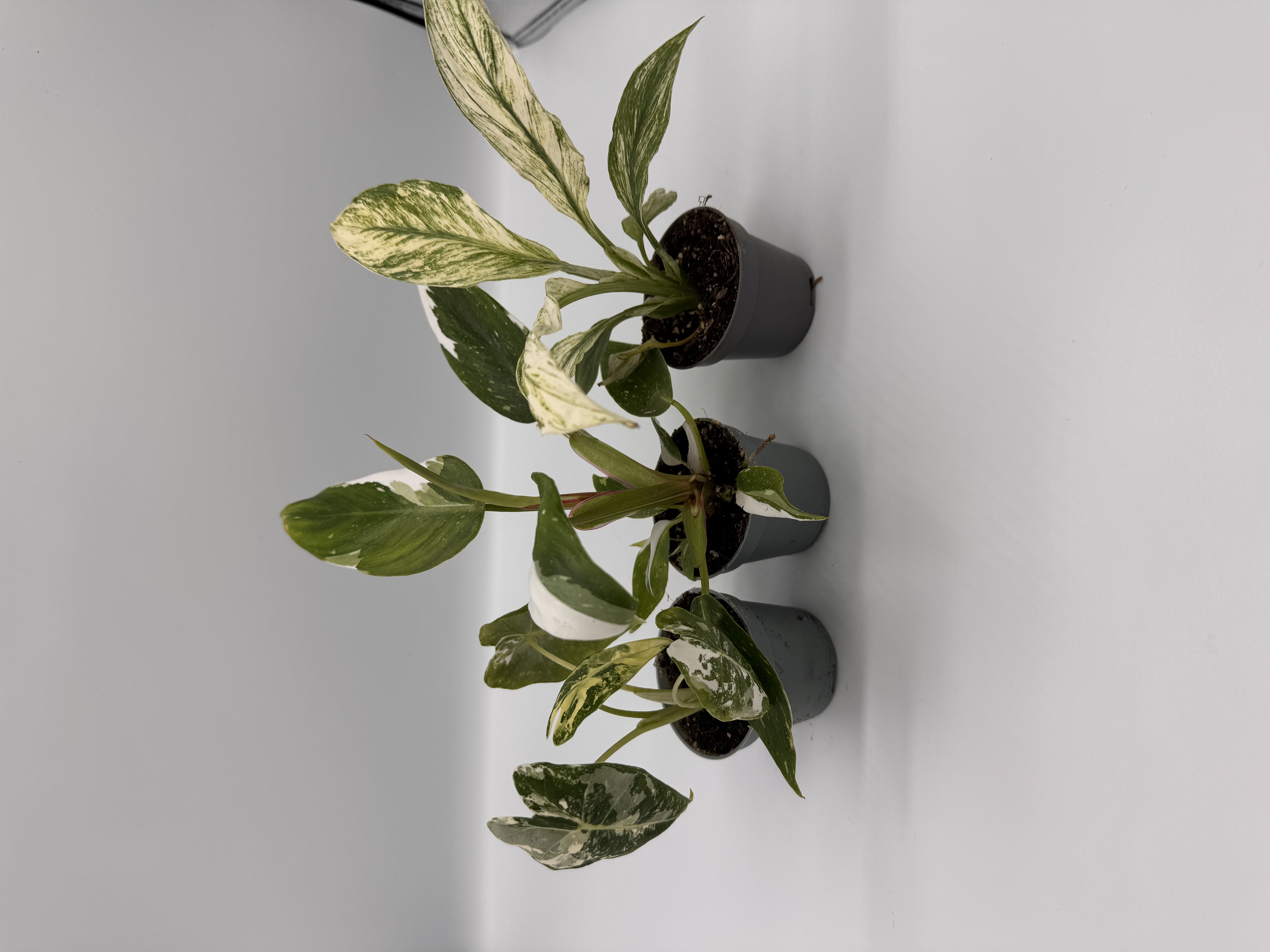 Variegated Plant Bundle