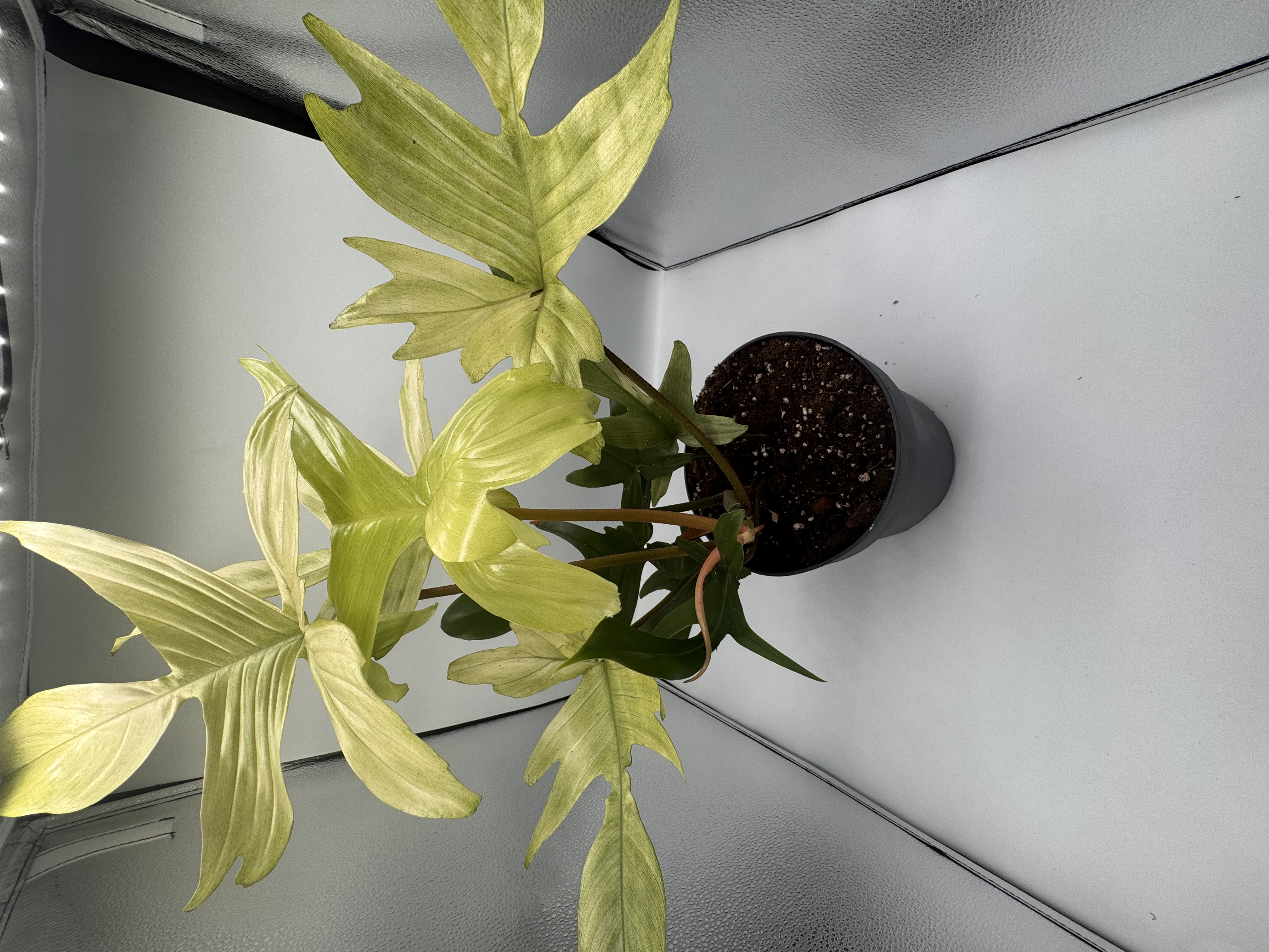Philodendron Florida Ghost