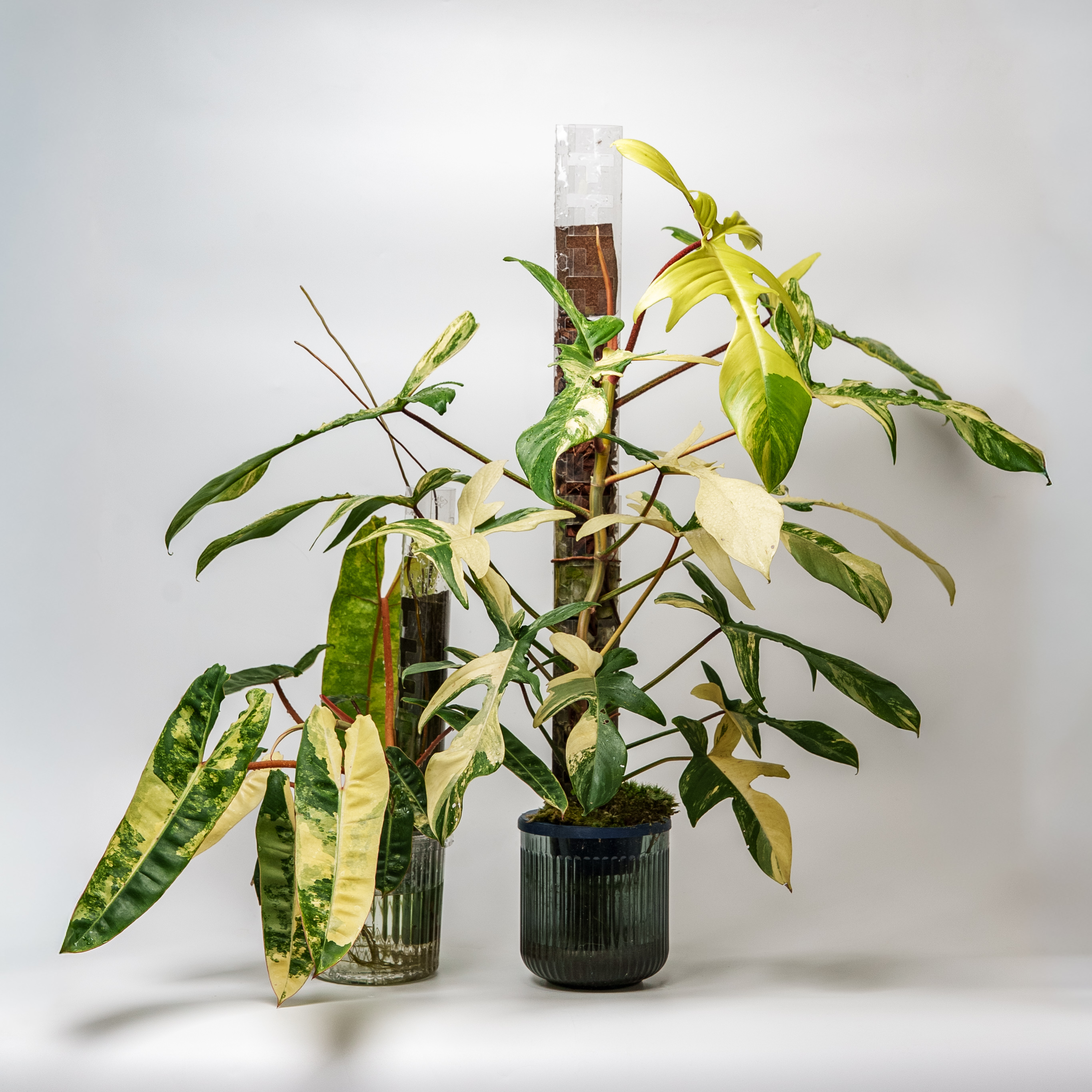 Thiccly GrowLid Kit with GrowPole V3 – Complete Plant Support System