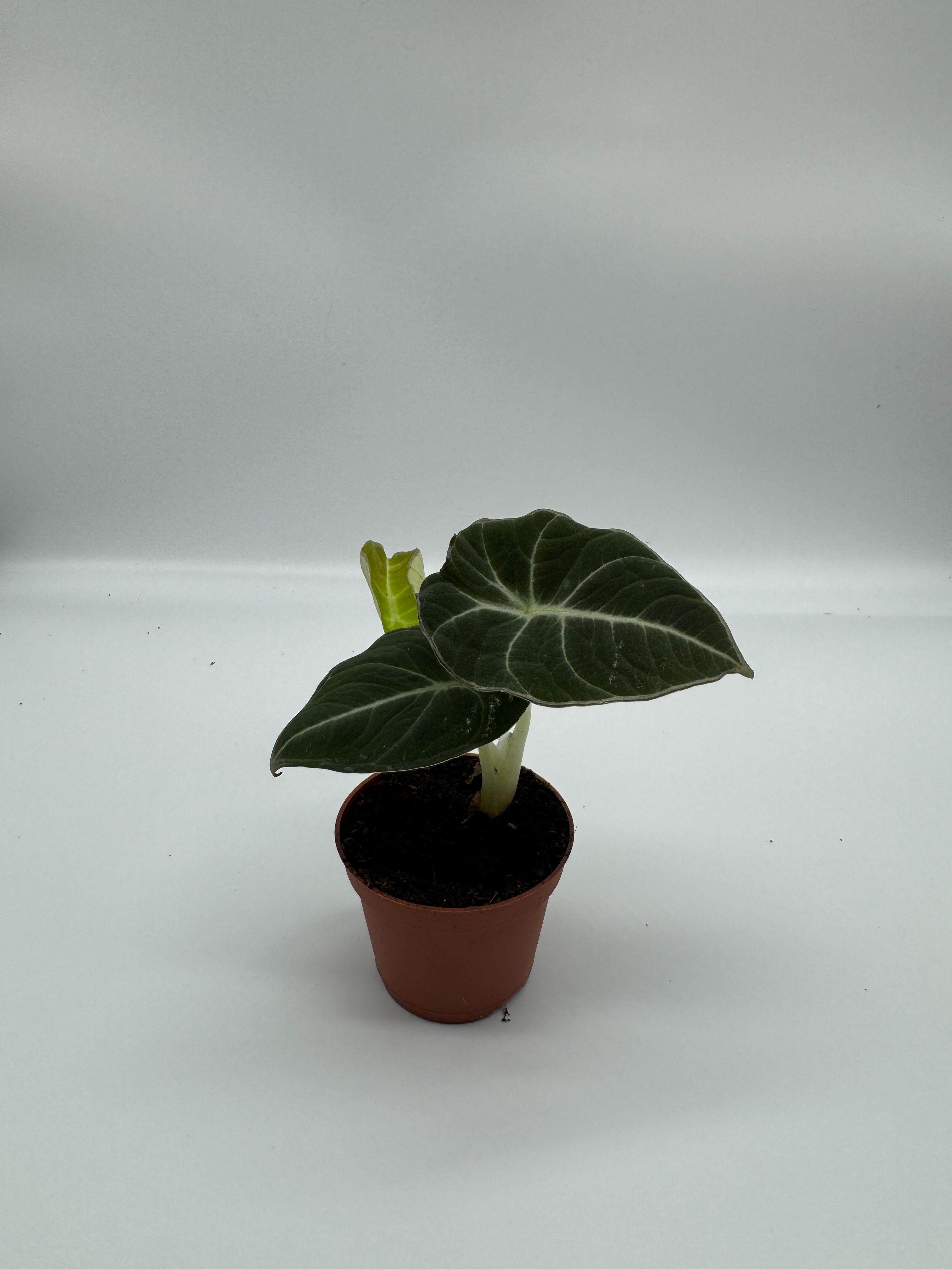 Alocasia Black Velvet 