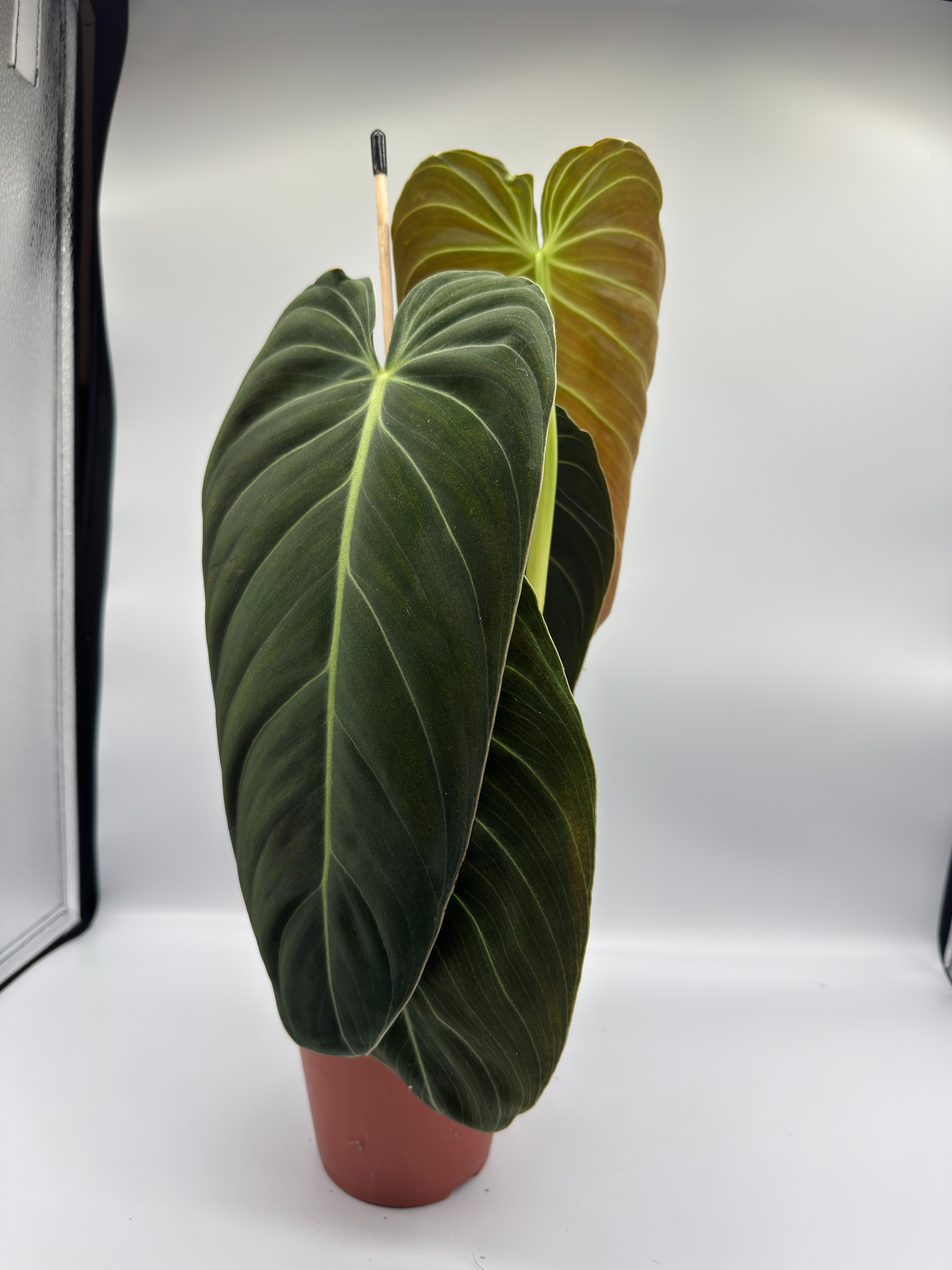 Philodendron melanochrysum