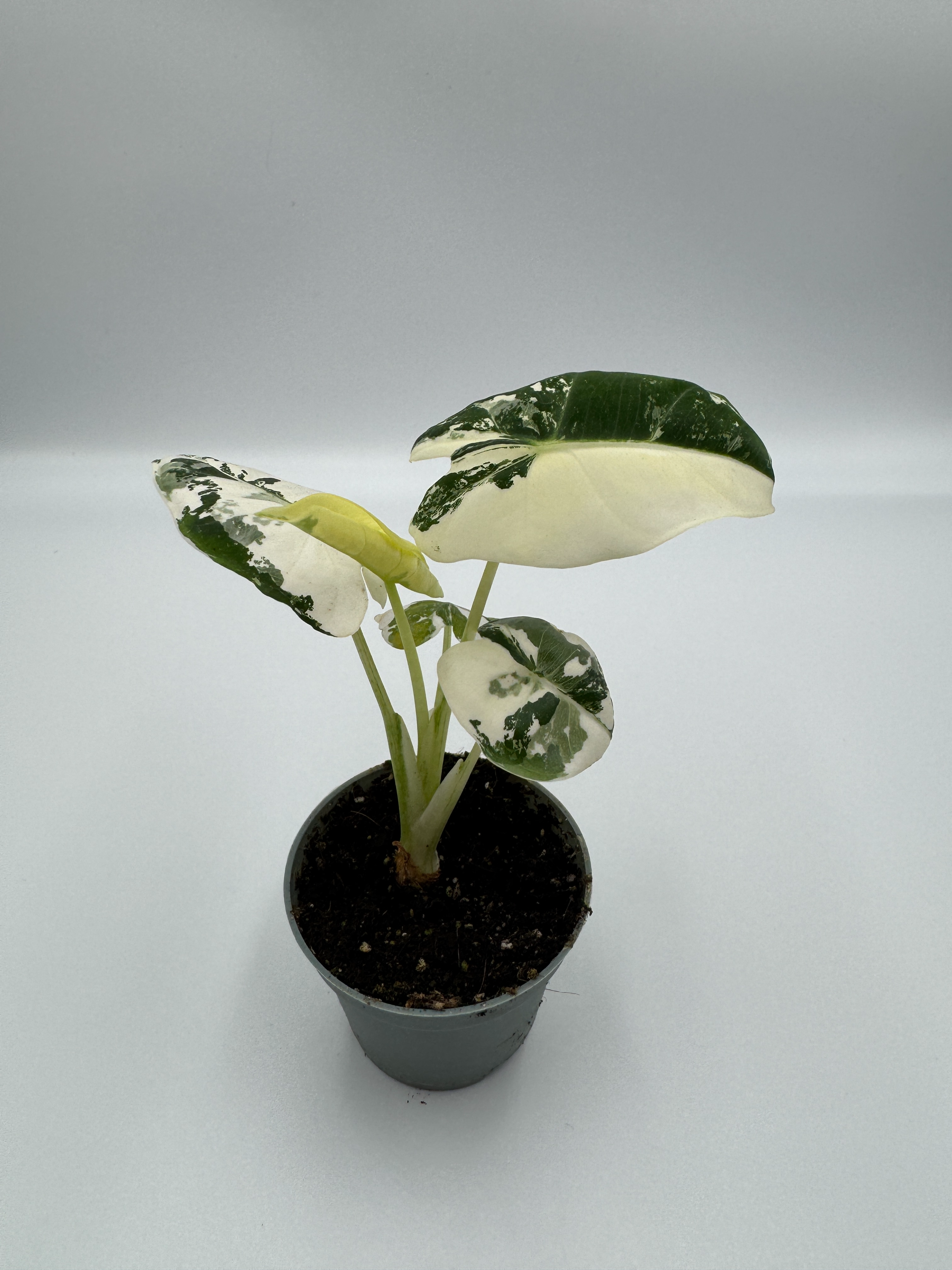 Alocasia Frydek Variegata