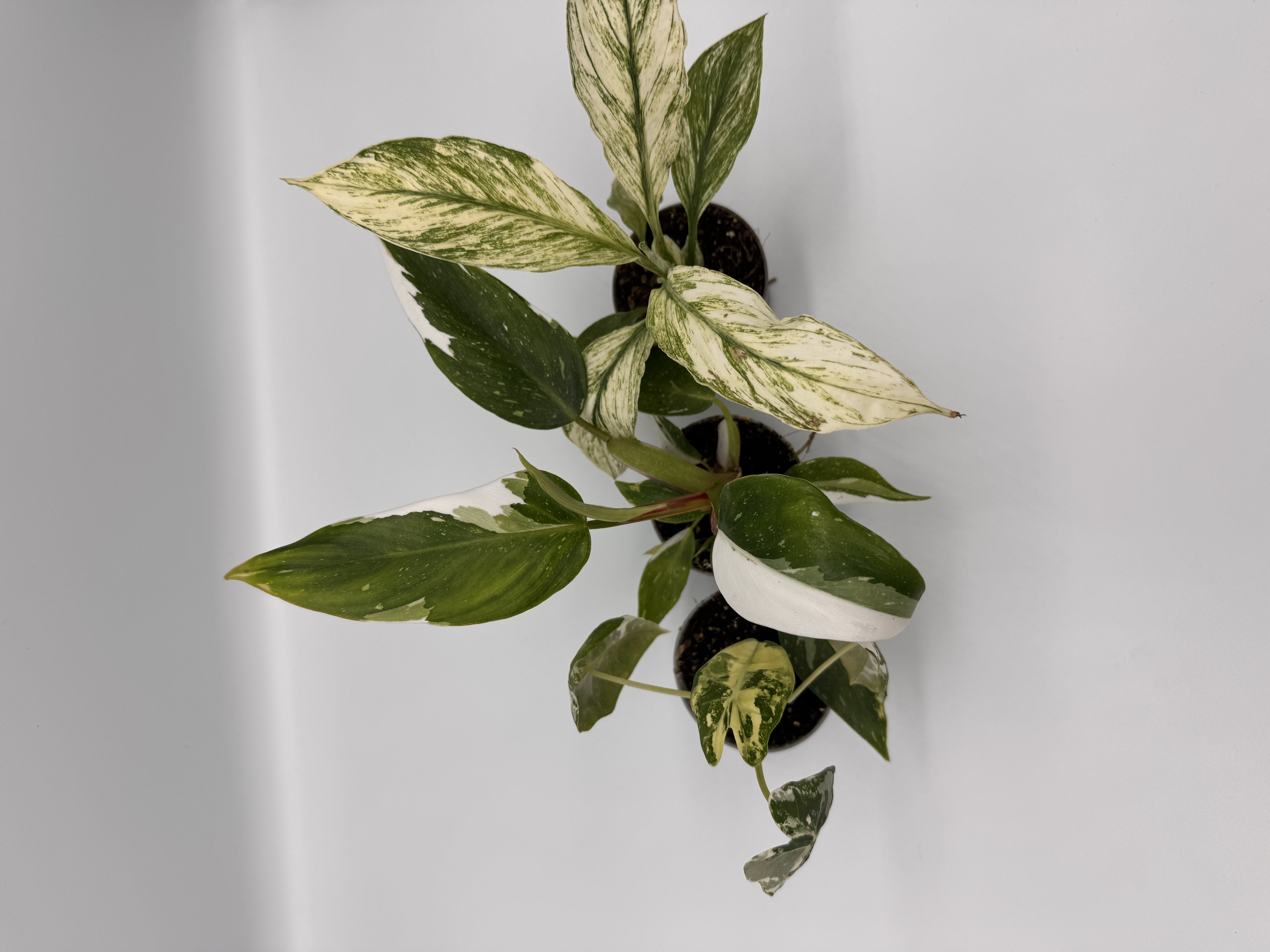 Variegated Plant Bundle