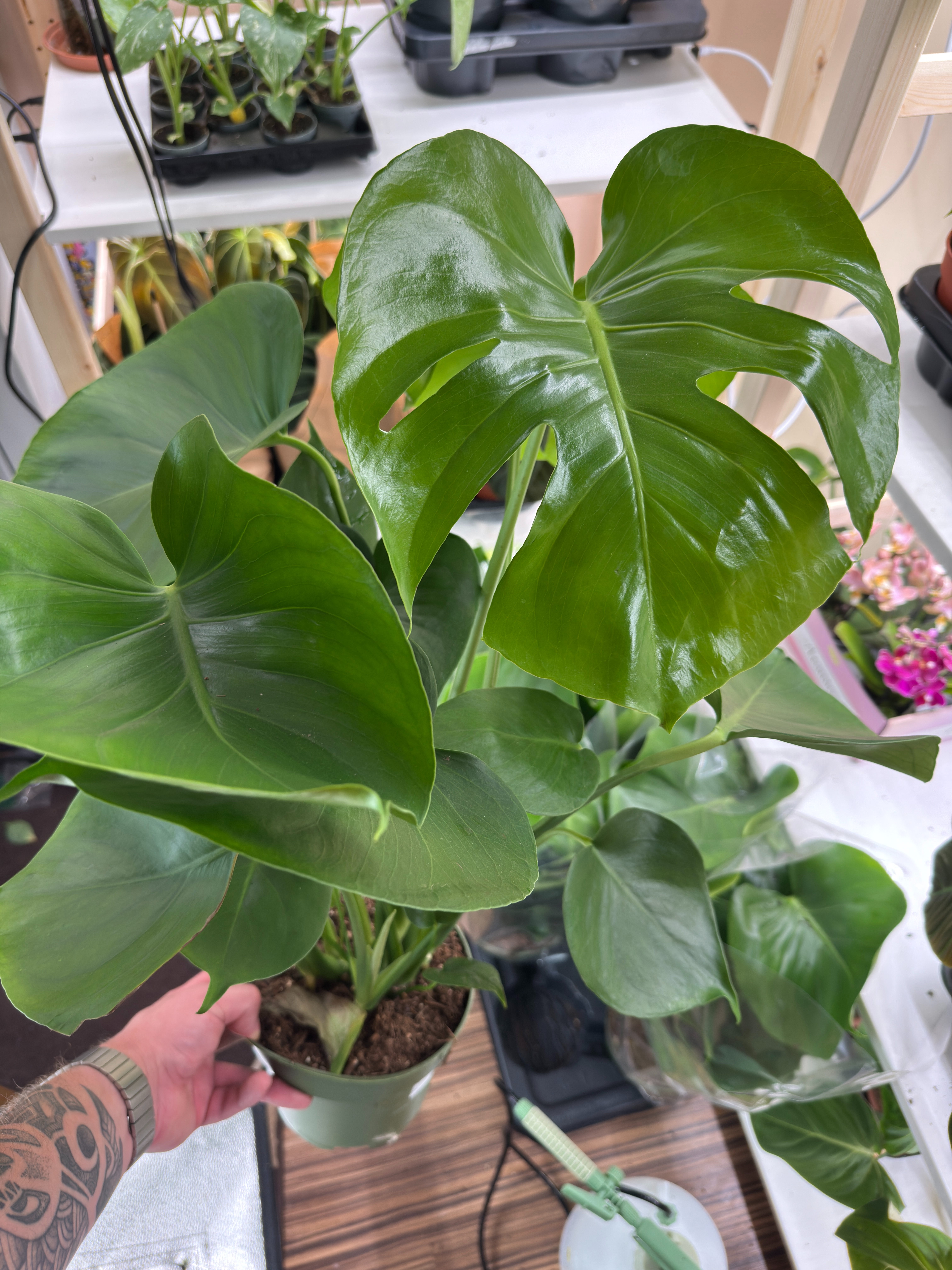 Monstera deliciosa